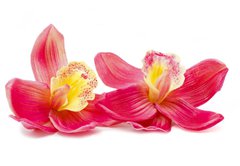 Samolepka flie 145 x 100, 32270303 - Orchid