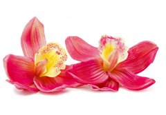Fototapeta papr 184 x 128, 32270303 - Orchid