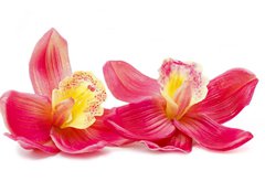Fototapeta pltno 240 x 174, 32270303 - Orchid