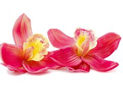 Samolepka flie 270 x 200, 32270303 - Orchid