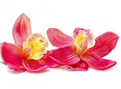 Fototapeta papr 360 x 266, 32270303 - Orchid