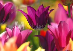 Samolepka flie 145 x 100  Spring beauty, 145 x 100 cm