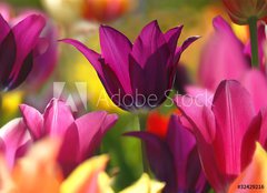Fototapeta240 x 174  Spring beauty, 240 x 174 cm