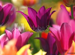 Samolepka flie 270 x 200, 32429216 - Spring beauty - Jaro krsa