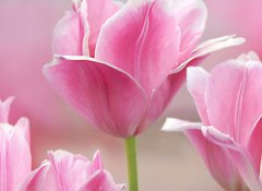 Samolepka flie 100 x 73, 32429318 - Pink tulips close up