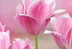 Fototapeta174 x 120  Pink tulips close up, 174 x 120 cm