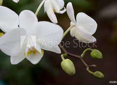 Samolepka flie 100 x 73, 3245135 - phalaenopsis