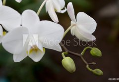 Samolepka flie 145 x 100, 3245135 - phalaenopsis