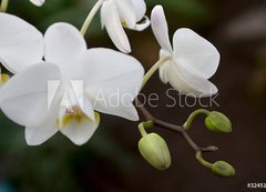 Samolepka flie 200 x 144, 3245135 - phalaenopsis