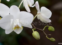 Fototapeta papr 360 x 266, 3245135 - phalaenopsis