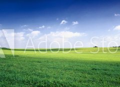 Fototapeta100 x 73  russia summer landscape  green fileds, the blue sky and white c, 100 x 73 cm