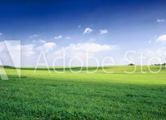 Fototapeta200 x 144  russia summer landscape  green fileds, the blue sky and white c, 200 x 144 cm