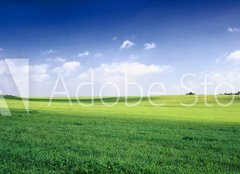 Fototapeta240 x 174  russia summer landscape  green fileds, the blue sky and white c, 240 x 174 cm