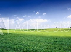 Fototapeta254 x 184  russia summer landscape  green fileds, the blue sky and white c, 254 x 184 cm