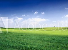 Fototapeta330 x 244  russia summer landscape  green fileds, the blue sky and white c, 330 x 244 cm