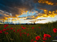 Samolepka flie 100 x 73, 32699667 - Poppy Field