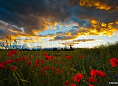 Samolepka flie 100 x 73, 32699667 - Poppy Field - Poppy pole