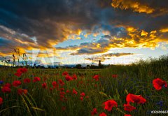 Samolepka flie 145 x 100, 32699667 - Poppy Field