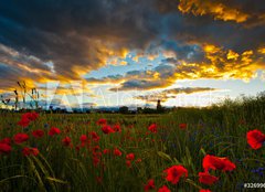 Fototapeta plátno 160 x 116, 32699667 - Poppy Field - Poppy pole
