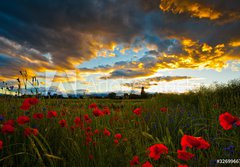 Fototapeta184 x 128  Poppy Field, 184 x 128 cm