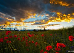 Samolepka flie 200 x 144, 32699667 - Poppy Field - Poppy pole