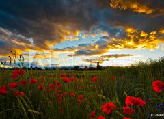 Fototapeta254 x 184  Poppy Field, 254 x 184 cm