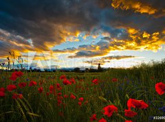 Fototapeta vliesov 270 x 200, 32699667 - Poppy Field