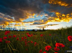Fototapeta330 x 244  Poppy Field, 330 x 244 cm