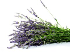 Fototapeta papr 360 x 266, 32774353 - Lavender