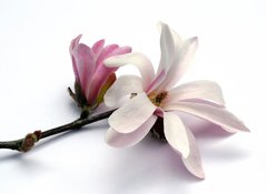 Fototapeta vliesov 100 x 73, 3283757 - magnolia blossom