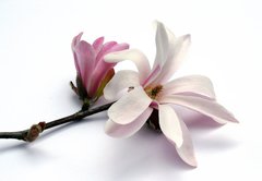 Fototapeta174 x 120  magnolia blossom, 174 x 120 cm