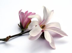 Fototapeta vliesov 270 x 200, 3283757 - magnolia blossom