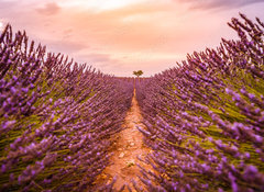 Samolepka flie 100 x 73, 328521401 - Dramatic sunset landscape. Tree in lavender field at sunset in Provence, France