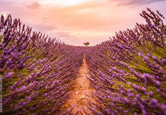 Samolepka fólie 145 x 100, 328521401 - Dramatic sunset landscape. Tree in lavender field at sunset in Provence, France