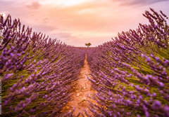 Fototapeta papr 184 x 128, 328521401 - Dramatic sunset landscape. Tree in lavender field at sunset in Provence, France