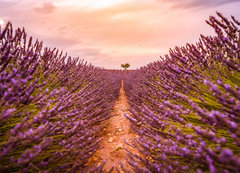 Samolepka flie 200 x 144, 328521401 - Dramatic sunset landscape. Tree in lavender field at sunset in Provence, France