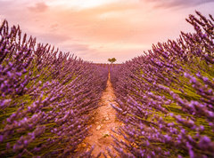 Samolepka flie 270 x 200, 328521401 - Dramatic sunset landscape. Tree in lavender field at sunset in Provence, France