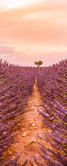 Samolepka na dvee flie 90 x 220, 328521401 - Dramatic sunset landscape. Tree in lavender field at sunset in Provence, France