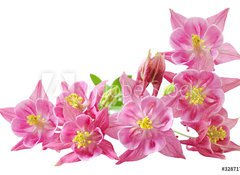 Samolepka flie 100 x 73  Aquilegia Vulgaris Columbine, 100 x 73 cm