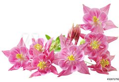 Fototapeta174 x 120  Aquilegia Vulgaris Columbine, 174 x 120 cm