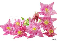 Fototapeta254 x 184  Aquilegia Vulgaris Columbine, 254 x 184 cm