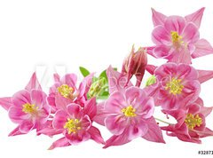 Samolepka flie 270 x 200  Aquilegia Vulgaris Columbine, 270 x 200 cm