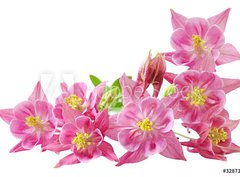 Fototapeta330 x 244  Aquilegia Vulgaris Columbine, 330 x 244 cm