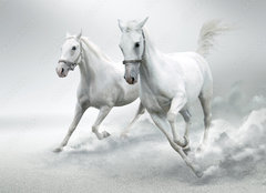 Fototapeta plátno 160 x 116, 32884228 - White horses - Bílí koně