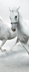 Samolepka na dvee flie 90 x 220, 32884228 - White horses - Bl kon