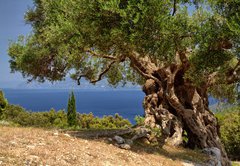 Fototapeta145 x 100  Griechische Inseln, 145 x 100 cm