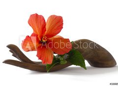 Fototapeta vliesov 270 x 200, 33085231 - Red hibiscus on a wooden hand statuette