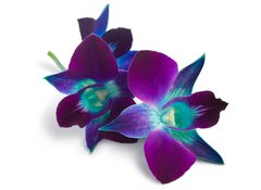 Samolepka flie 100 x 73, 33133448 - orchid - orchidej