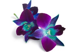 Fototapeta174 x 120  orchid, 174 x 120 cm