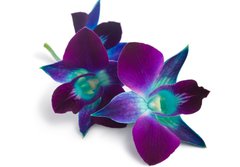 Fototapeta184 x 128  orchid, 184 x 128 cm
